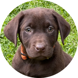 Chocolate Labrador Puppy