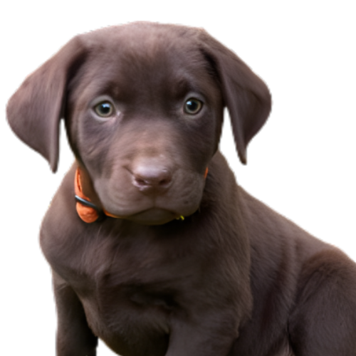 Puppy